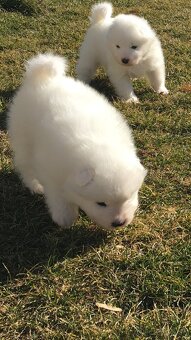 Samojed bez pp - 4