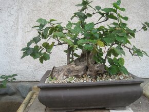 bonsai,bonsaj-javor shohin - 4