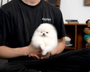 Pomeranian mini - 4