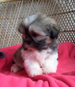 Šteniatka Shih Tzu - 4