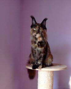 Maine Coon s PP - 4