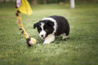 Border Kólia šteniatka Plánovaný vrh - Border Collie puppies - 4