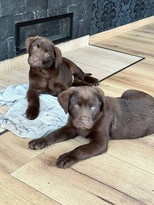 Čistokrevná štěňata labrador ihned hňědé kluky - 4