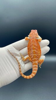 Agama bradata / pogona vitticeps - 4