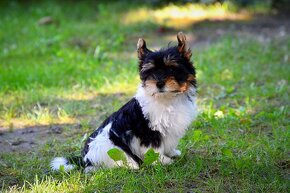 Biewer-yorkshirsky terrier - 4