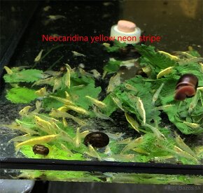 Krevetky neocaridina - 4