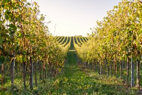 Na predaj jedinečné Tokajské vinice aj s celou firmou - 4