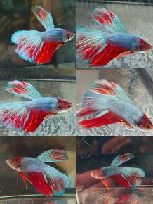 Betta Splendens -Bojovnica Pestrá - 4