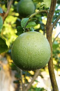 Pomelo žlté -Citrus maxima - 4