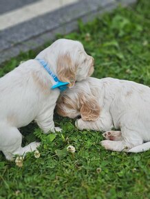 Cocker Spaniel Angielski - 4