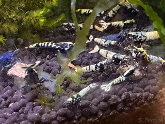 Caridina Black Galaxy Fishbone - 4