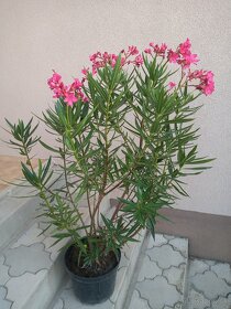 Oleander - 4