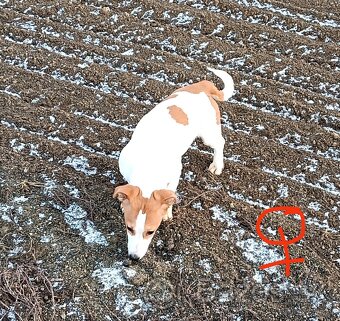 Predám šteniatka Jack Russell teriér - 4