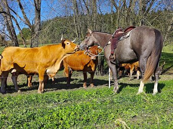 Pripuštanie American Quarter Horse ,QH , AQH - 4