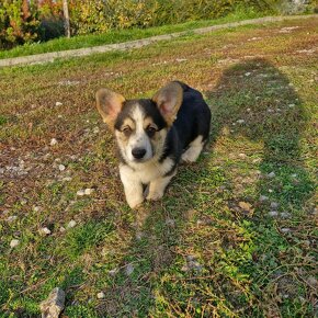 Welsh Corgi Pembroke s pp - 4