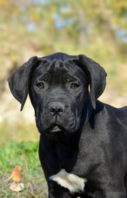 Cane corso s PP /FCI - 4