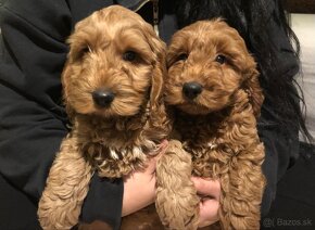 Cockapoo +36209877091 - 4