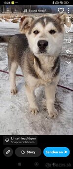 Krzenec husky s gangal  4 mesačný pes - 4