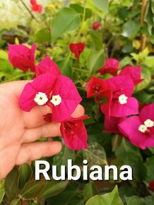 Bougainvillea,( bougainvillea, bugenvilea, bugenvila ) - 4