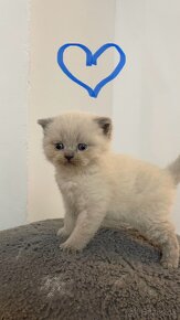 Škótska klapouchá mačka scottish fold-straight mačiatka - 4