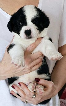 Prodám štěňata Welsh Corgi Cardigan s PP - 4