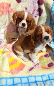 Cavalier, Cavalier king charles spaniel, Kavalier - 4