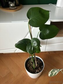 Monstera deliciosa / albo variegated - 4