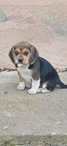 Šteniatka beagle - 4