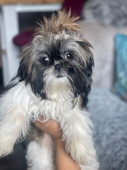 shih-tzu šteňiatko (shi tzu, si-tzu, shitzu, si-cu) shi tzu, - 4