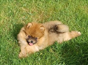 Nemecky spic pomeranian - 4