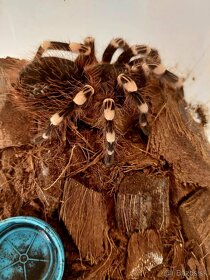 Acanthoscurria Geniculata (samička) - 4