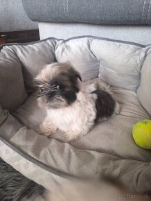 Predám šteniatka Shi-tzu ši-cu šicu shihtzu - 4