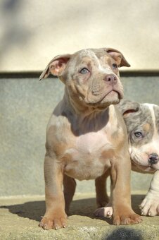 American bully - 4