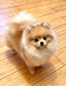 Pomeranian - 4