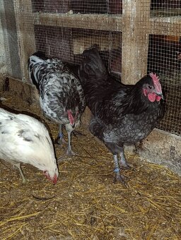 Australorp modra ,kohut - 4