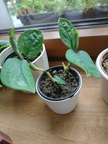 Syngonium/Philodendron/Monstera - 4