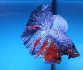 Bojovnice- Betta splendens - 4