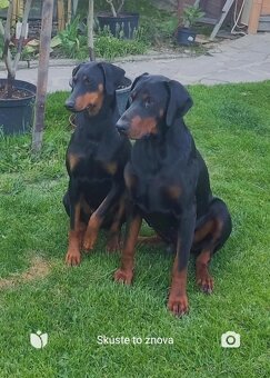 Doberman bez pp - 4