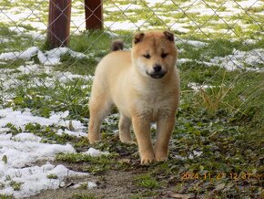 Shiba inu - 4