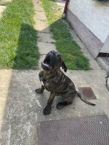 Cane corso - 4