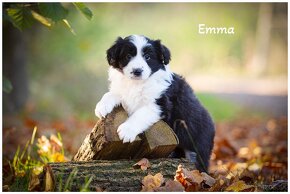 Border Collie Border Kolia s PP FCI - 4