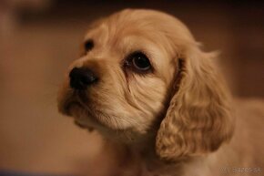 Americky Kokrspaniel - 4