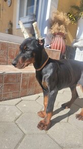 DOBERMAN KENNEL Šteniatka s FCI P.P - 4