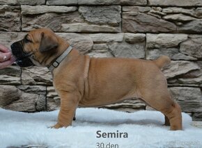 Boerboel - štěňata s PP (FCI) - 4