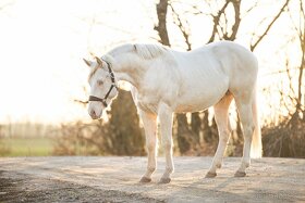 Ponúkam pripúštanie Cremello AQH žrebcom - 4