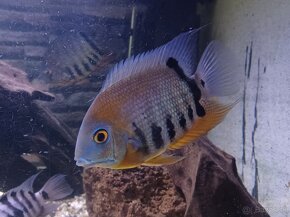 Heros severum - 4