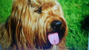 Briard plavy - 4