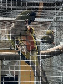 Papagáj dlhochvost patagónsky - 4