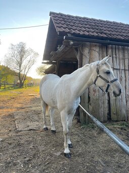 Klope na dvere jar- zažite ju pri koňoch - 4