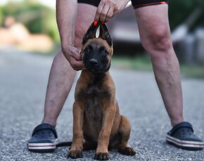 Belgický ovčiak malinois s PP - IHNEĎ K ODBERU - 4